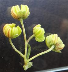  Male Flowers 